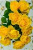 bb97ed07ea888f442dc900bff5180344