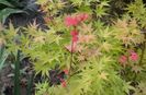 acer  japonicum red