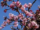 viburnum bodnantense Dawn