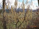 corylus avellana