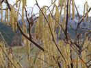 corylus avellana