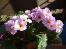 primula elatior Gold Nugget