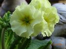 primula elatior Sibel Lime