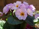 primula elatior Gold Nugget
