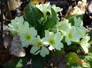 primula vulgaris