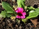 primula acaulis