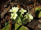 primula vulgaris