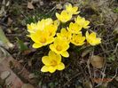 crocus Cream Beauty