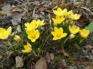 crocus Cream Beauty