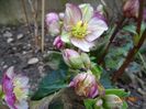 helleborus Carlotta