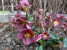 helleborus Benotta