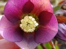 bebe helleborus