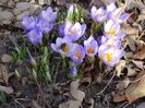 crocus Firefly