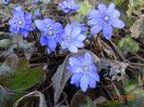 hepatica transsilvanica