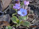 pulmonaria officinalis