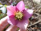 bebe helleborus