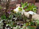 bebe helleborus