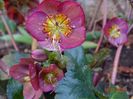 helleborus Benotta