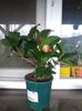 camelia