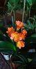 clivia