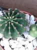 Echinopsis oxigona Link.