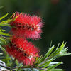 Callistemon citrinus