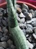 Sansevieria  cylindrica