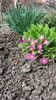 primula spp hybr.