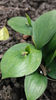 ruscus hypoglossum