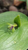 ruscus hypoglossum