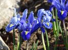 iris reticulata Alida