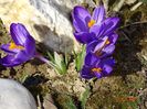 crocus Ruby Giant