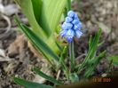 muscari