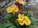 primula elatior Gold Nugget