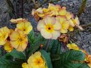 primula elatior Gold Nugget