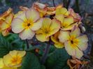 primula elatior Gold Nugget