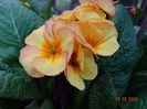 primula elatior Gold Nugget