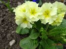 primula elatior Sibel Lime