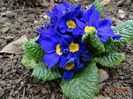 primula acaulis