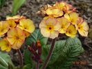 primula elatior Gold Nugget
