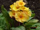 primula elatior Gold Nugget