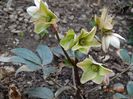 helleborus Emma