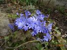hepatica transsilvanica