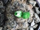 Hybrid  Coryphantha nickelsiae Neindentificat