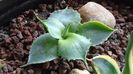 Agave guadalajarana