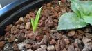 Agave victoriae-reginae