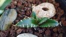 Agave titanota