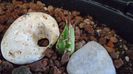 Agave titanota cv. white ice