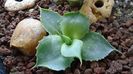 Agave guadalajarana