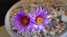 Turbinicarpus pseudopectinatus